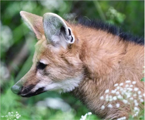 A Spooktacular Halloween Awaits at Banham Zoo